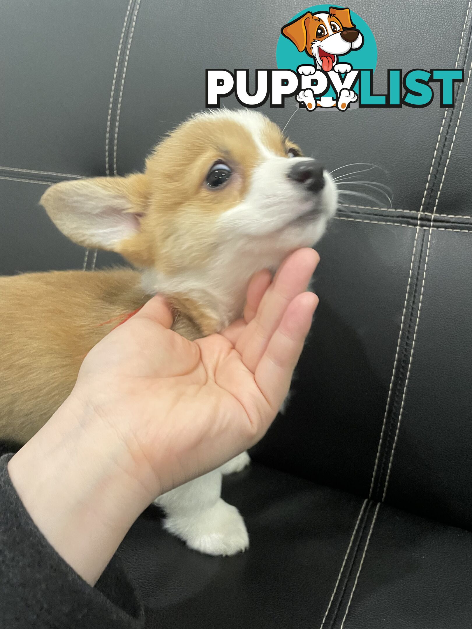 Purebred Pembroke Corgi Puppies – Vaccinated &amp;  Microchipped