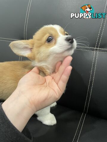 Purebred Pembroke Corgi Puppies – Vaccinated &amp;  Microchipped