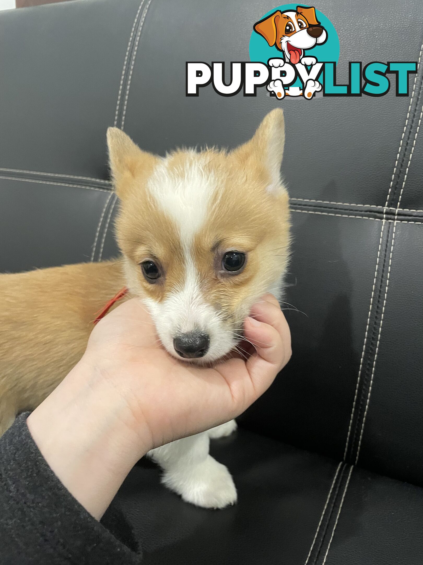 Purebred Pembroke Corgi Puppies – Vaccinated &amp;  Microchipped