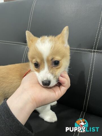 Purebred Pembroke Corgi Puppies – Vaccinated &amp;  Microchipped