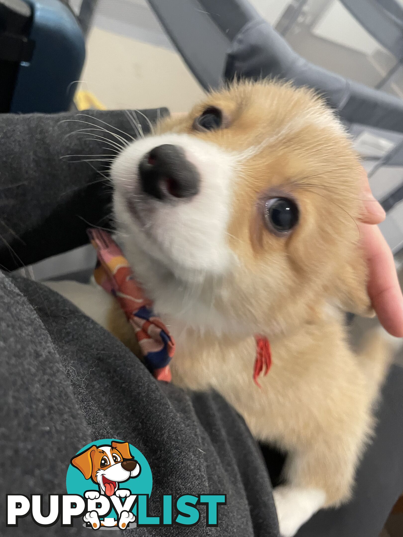 Purebred Pembroke Corgi Puppies – Vaccinated &amp;  Microchipped