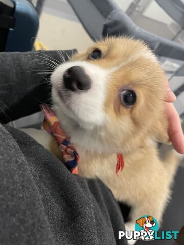 Purebred Pembroke Corgi Puppies – Vaccinated &amp;  Microchipped