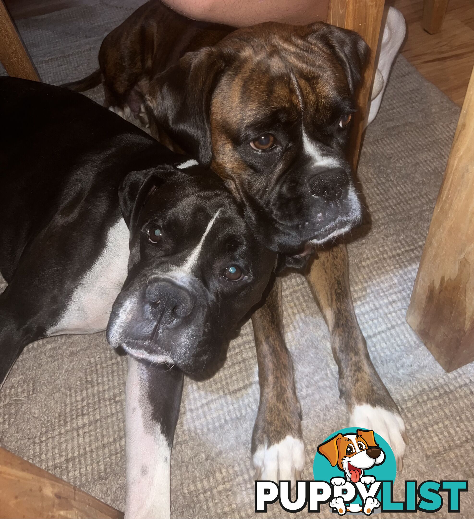 Purebred boxer puppies
