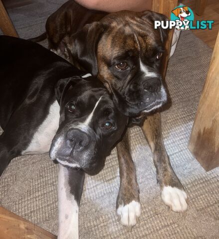 Purebred boxer puppies