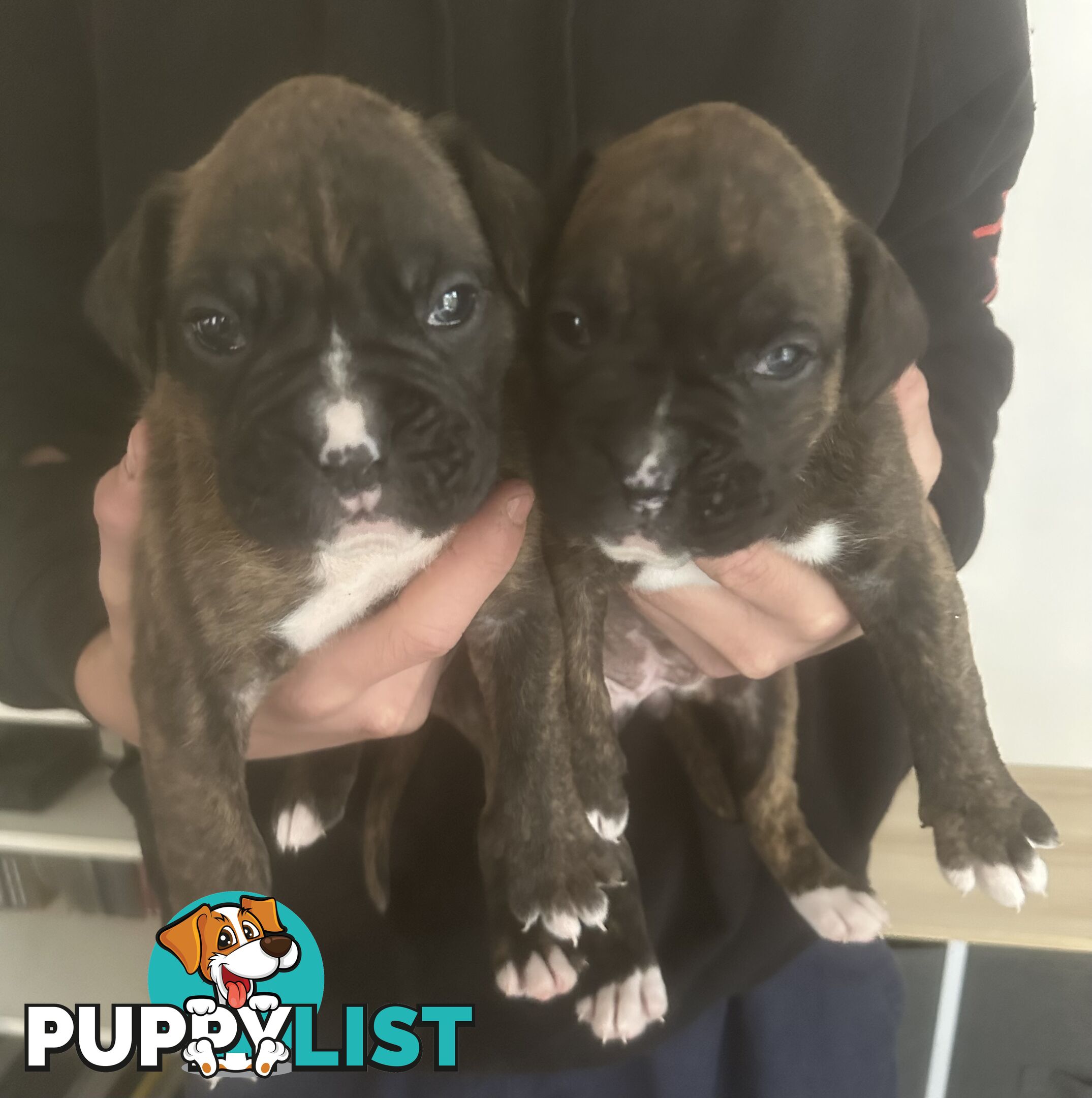 Purebred boxer puppies