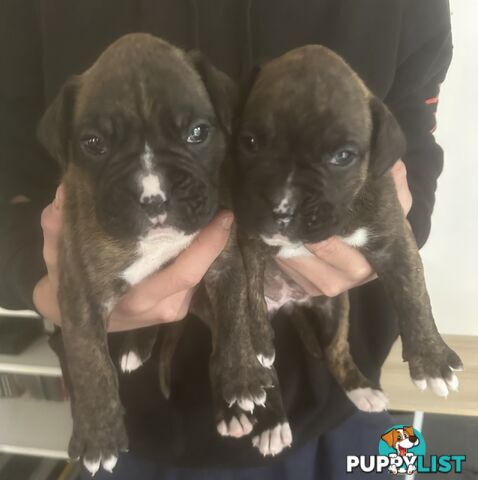 Purebred boxer puppies