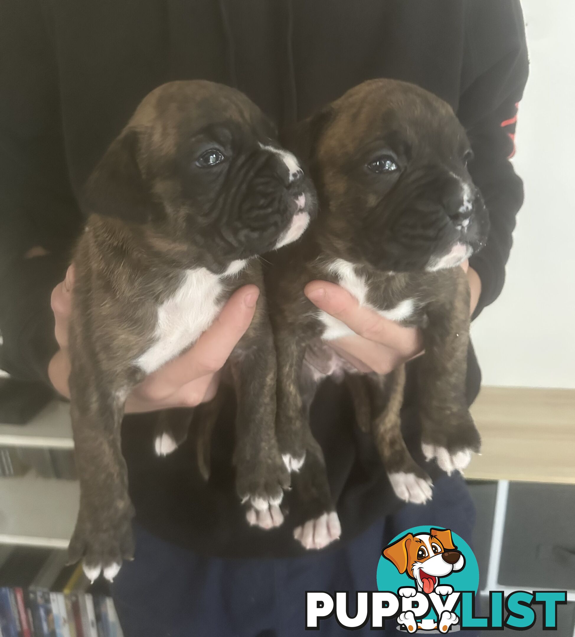 Purebred boxer puppies