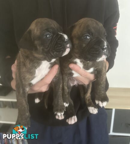 Purebred boxer puppies