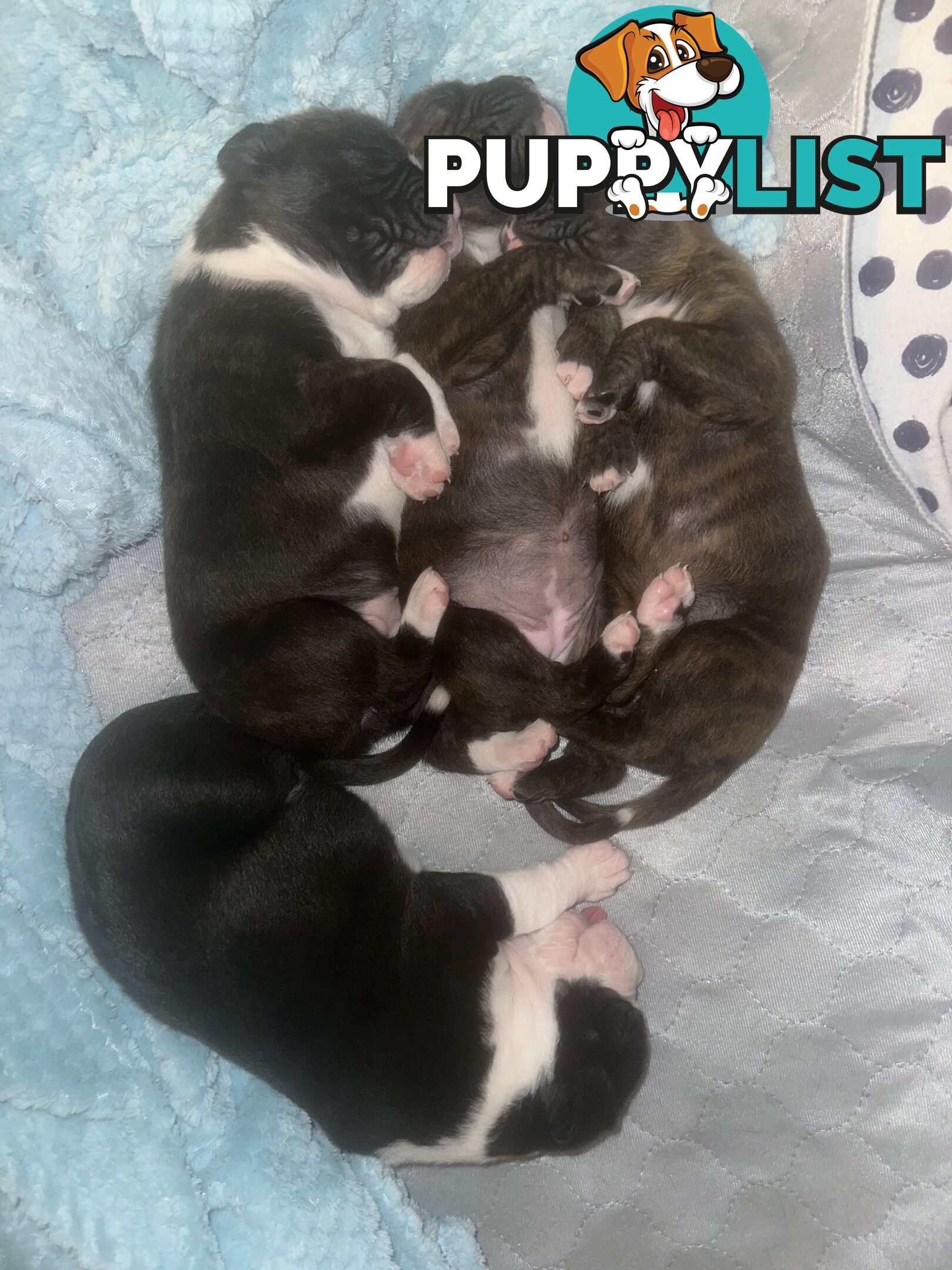 Purebred boxer puppies