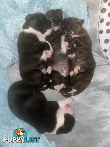 Purebred boxer puppies