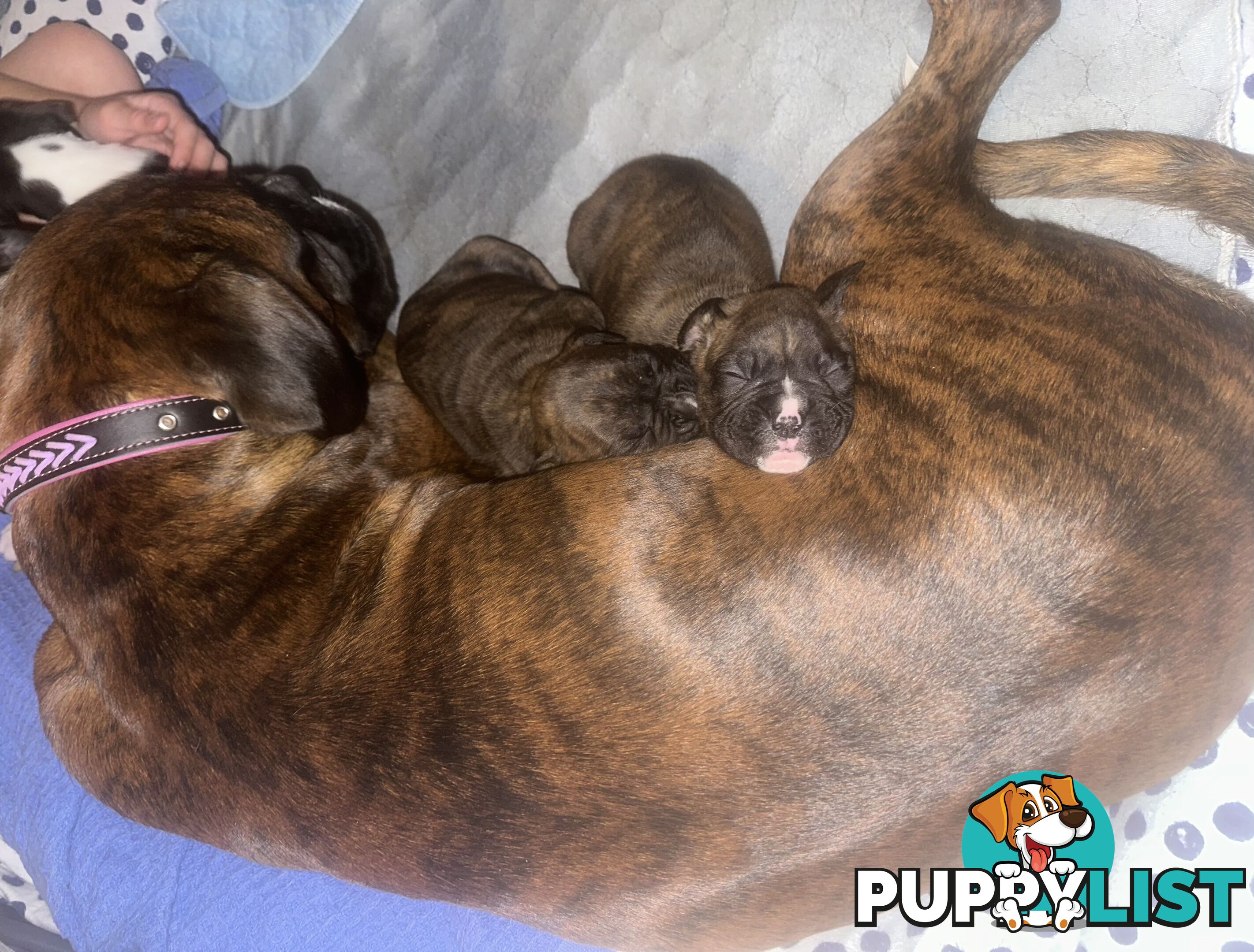 Purebred boxer puppies