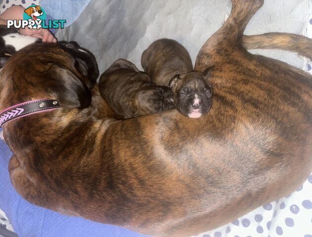 Purebred boxer puppies