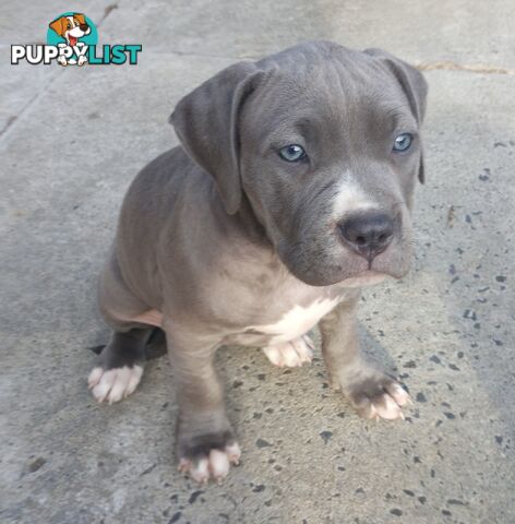 American X. English Staffy Puppies