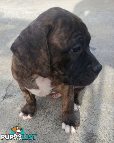 American X. English Staffy Puppies