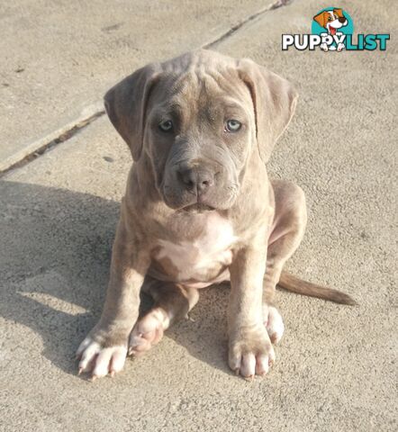 American X. English Staffy Puppies