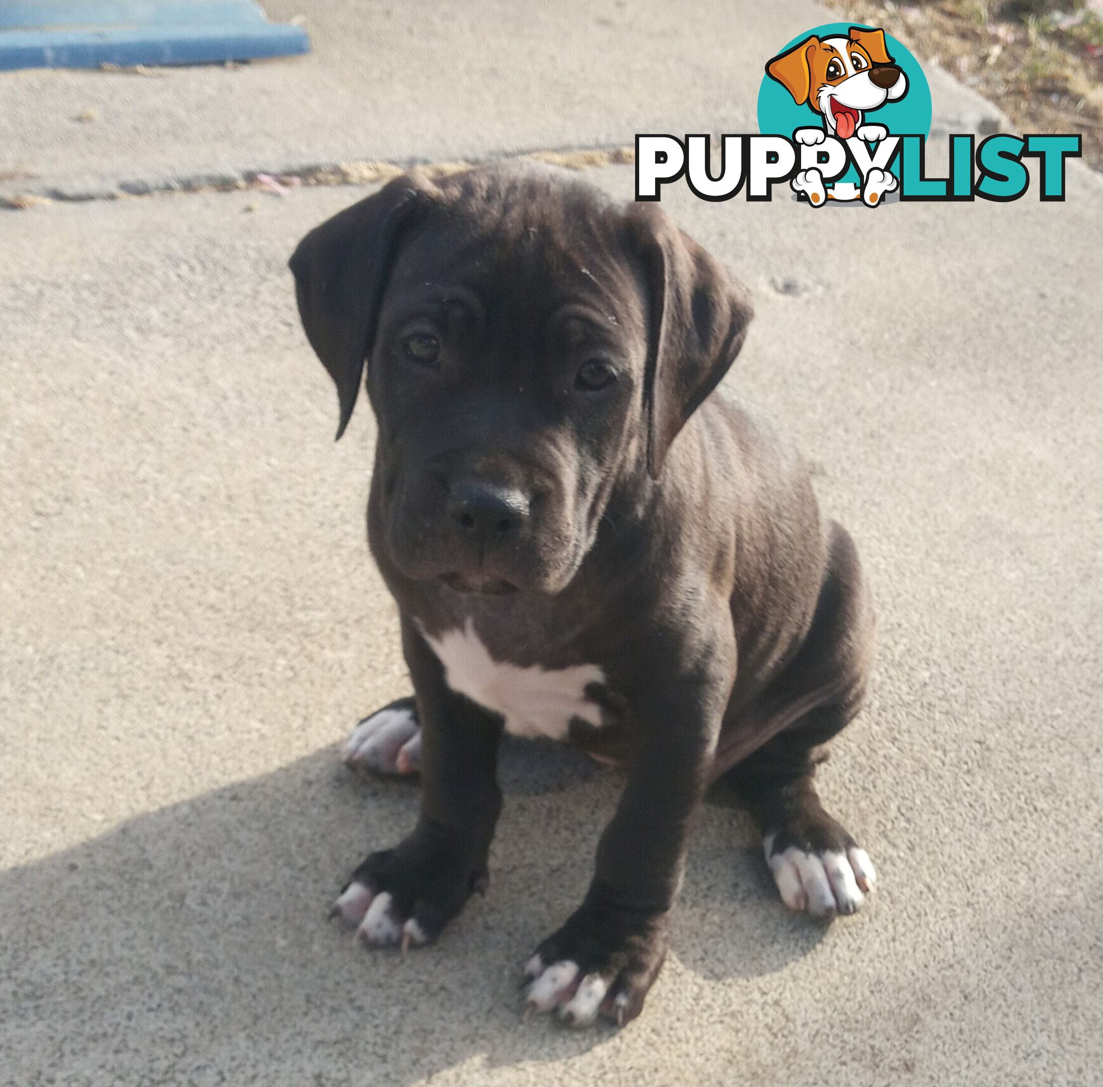 American X. English Staffy Puppies