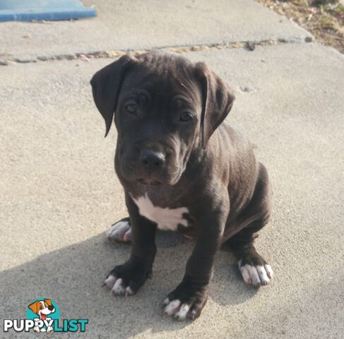 American X. English Staffy Puppies