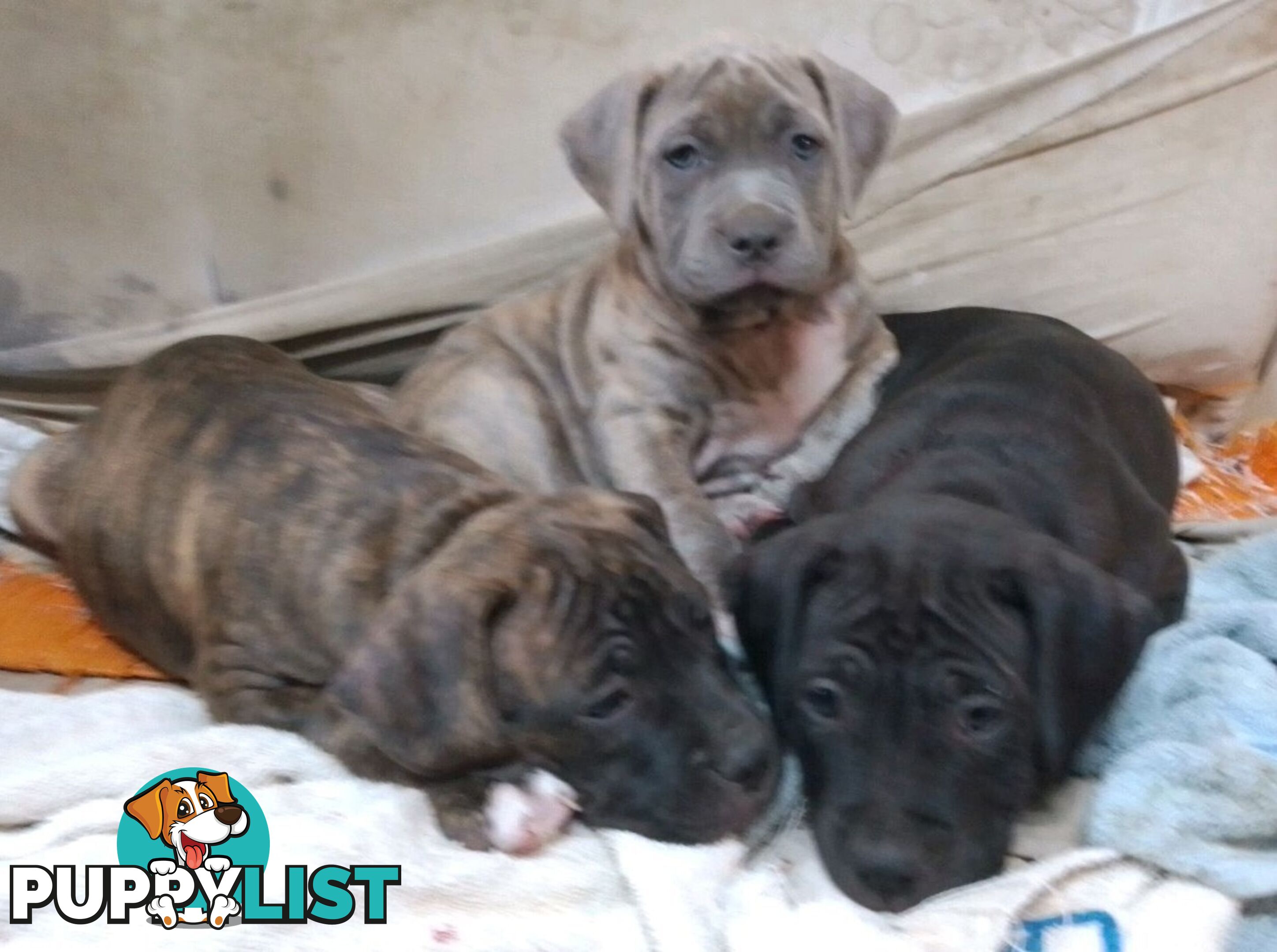 American X. English Staffy Puppies