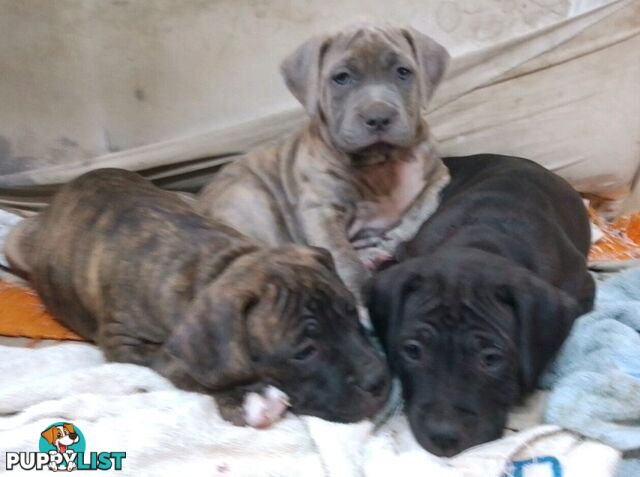 American X. English Staffy Puppies