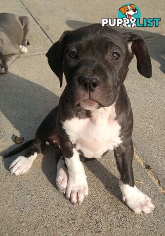 American X. English Staffy Puppies