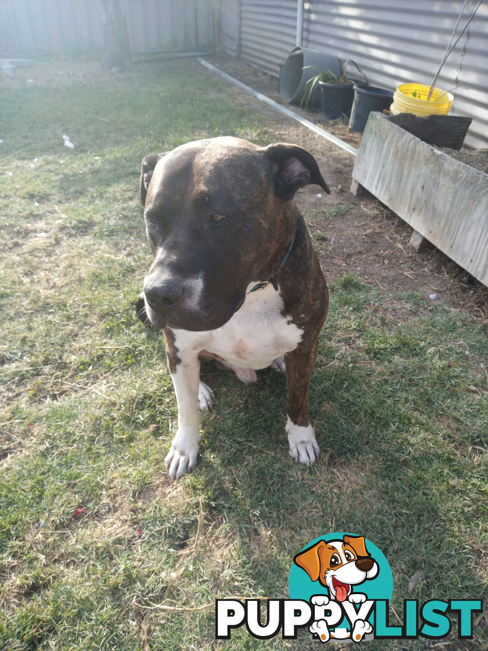 American X. English Staffy Puppies