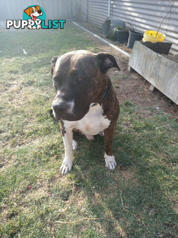 American X. English Staffy Puppies