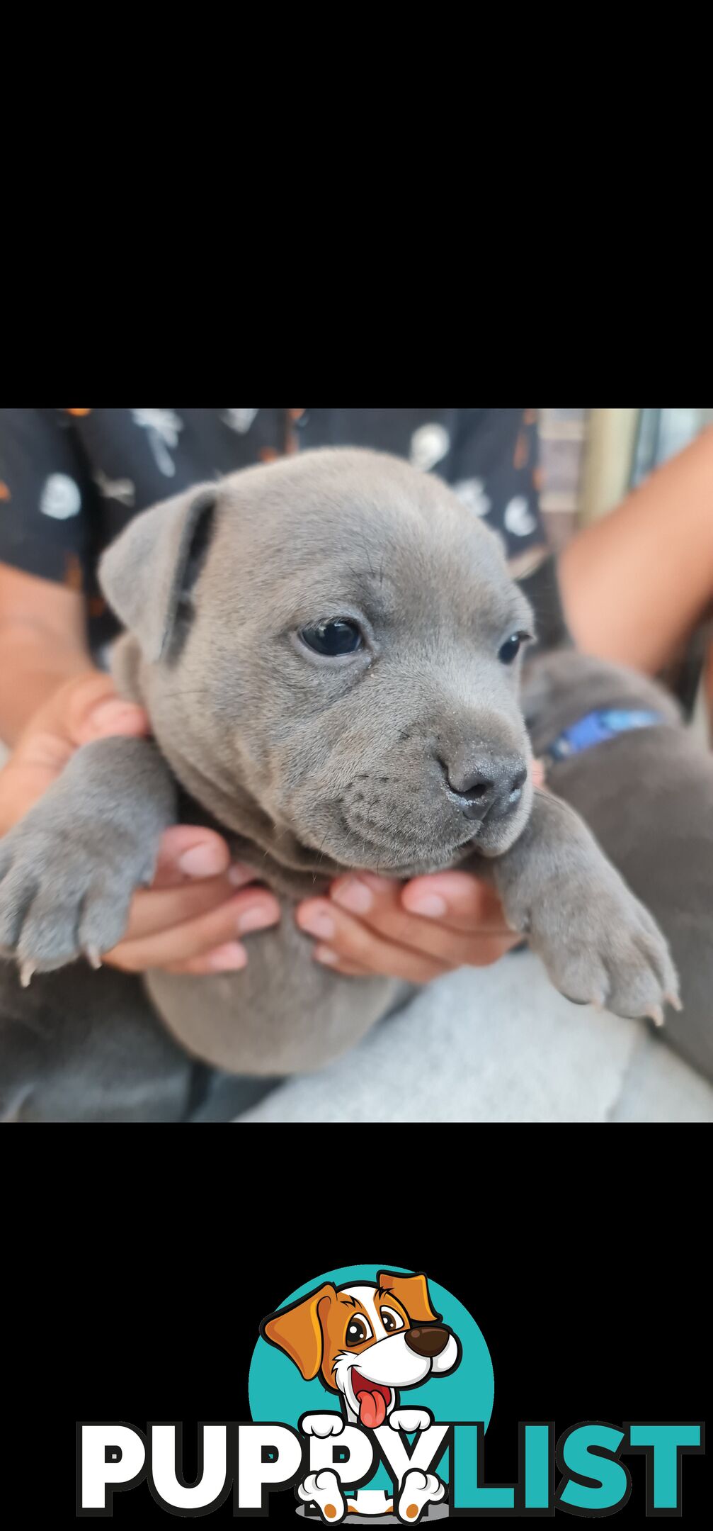 Purebred English Blue Staffy puppies