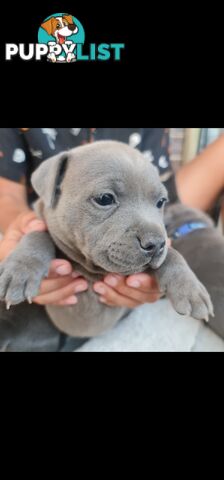 Purebred English Blue Staffy puppies