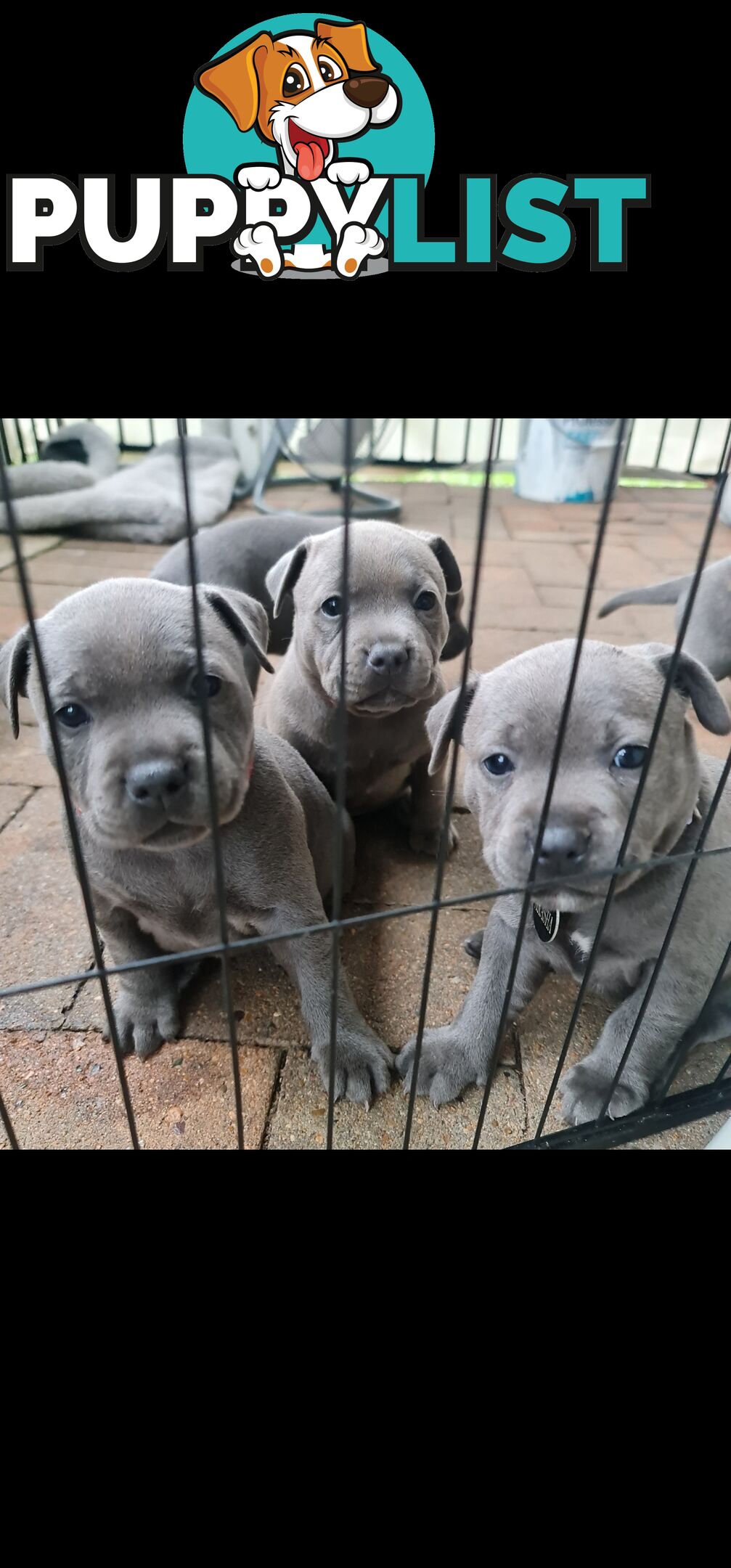 Purebred English Blue Staffy puppies