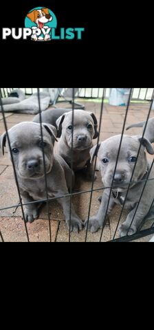 Purebred English Blue Staffy puppies