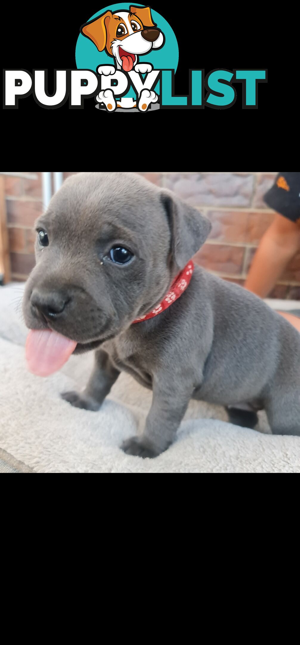 Purebred English Blue Staffy puppies