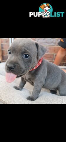 Purebred English Blue Staffy puppies