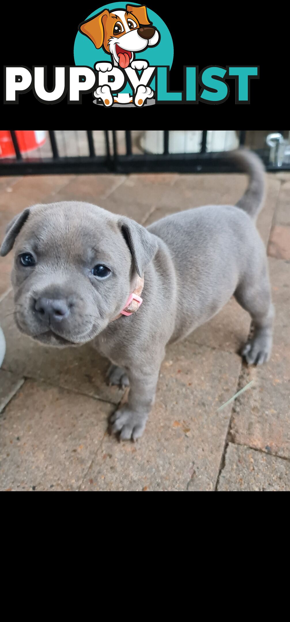 Purebred English Blue Staffy puppies