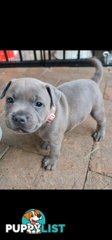 Purebred English Blue Staffy puppies