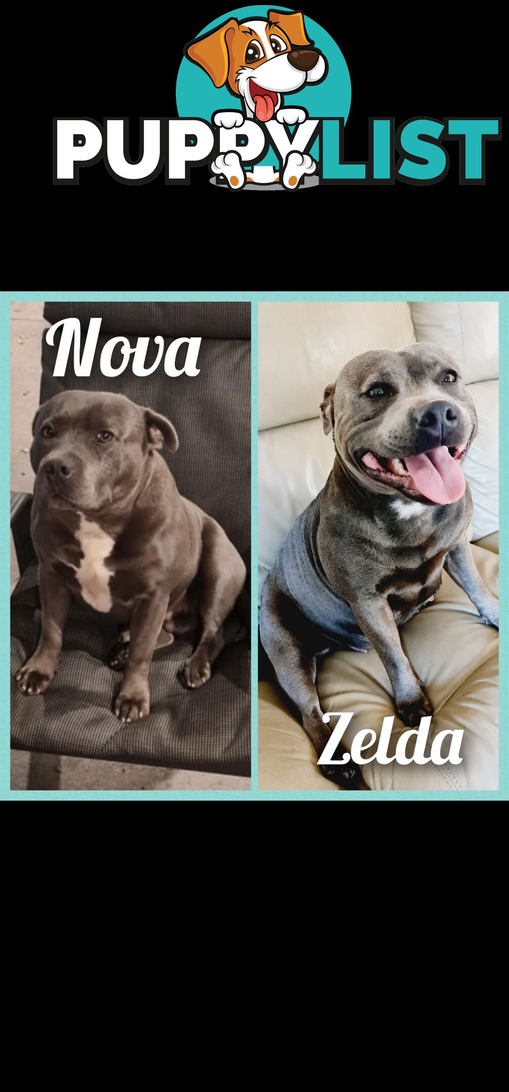 Purebred English Blue Staffy puppies