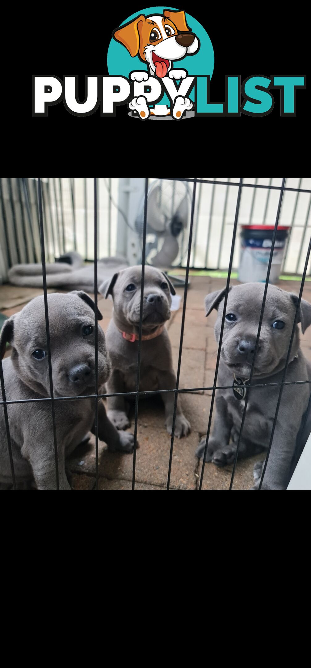 Purebred English Blue Staffy puppies