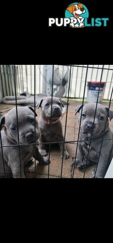 Purebred English Blue Staffy puppies