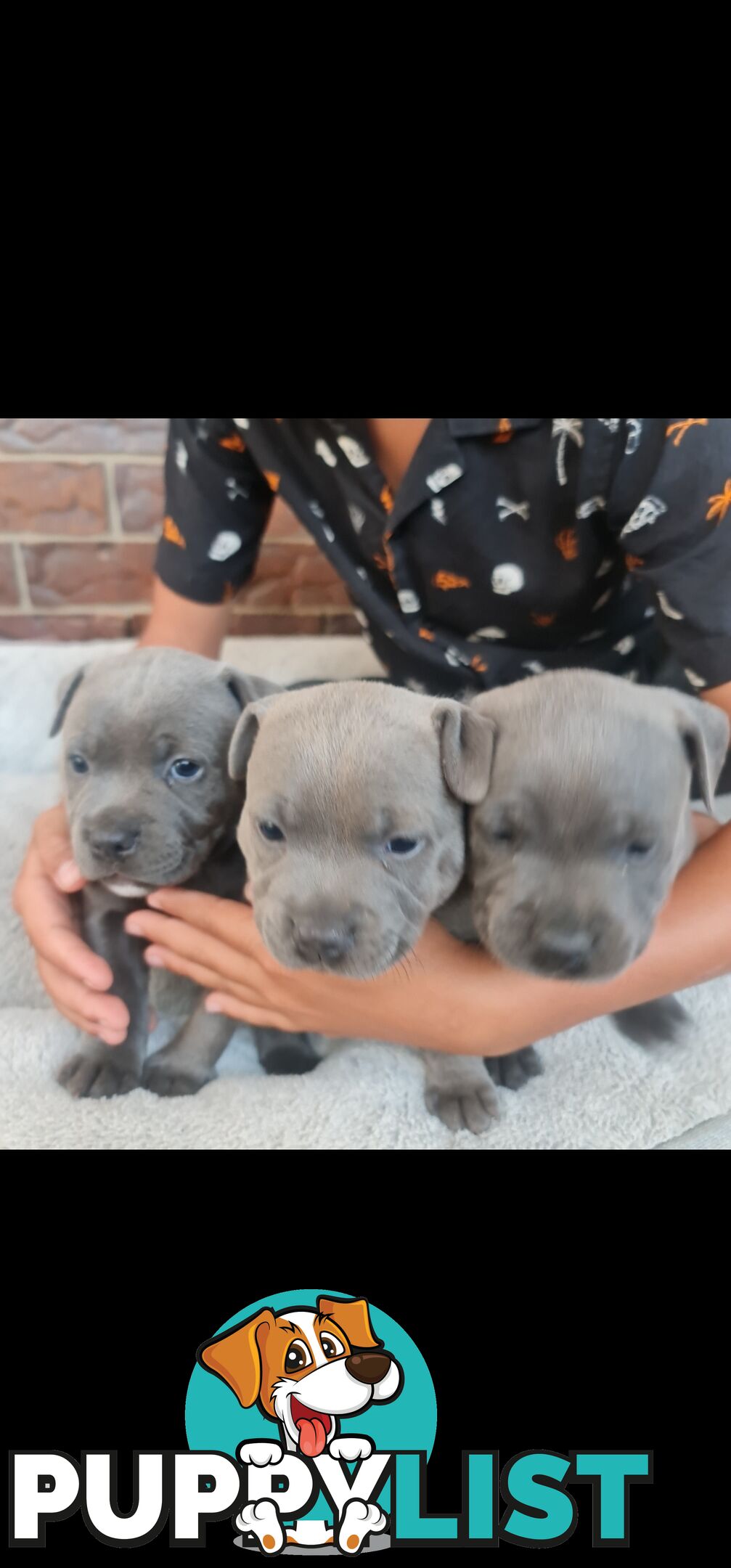 Purebred English Blue Staffy puppies