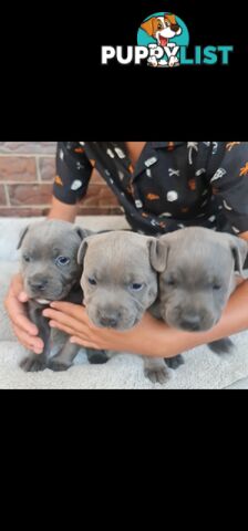 Purebred English Blue Staffy puppies