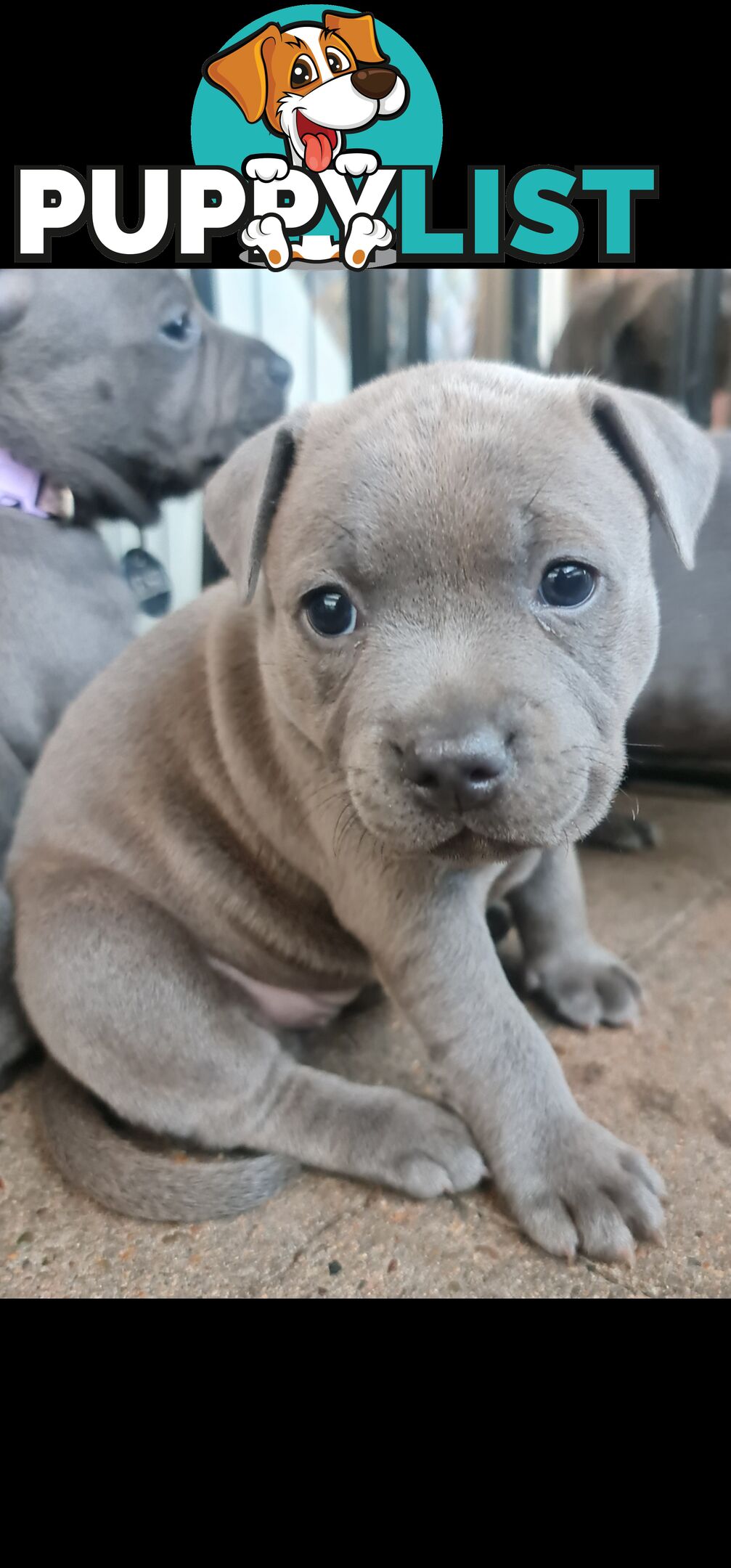 Purebred English Blue Staffy puppies