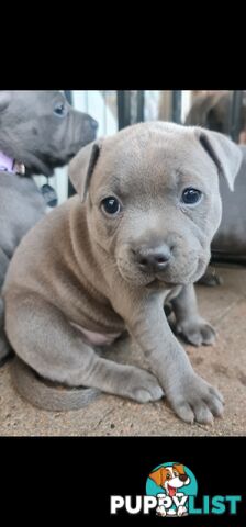 Purebred English Blue Staffy puppies