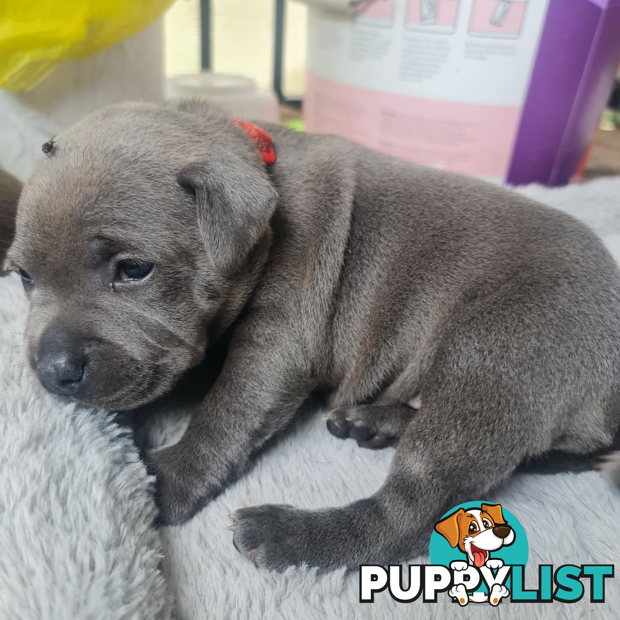 Purebred English Blue Staffy puppies