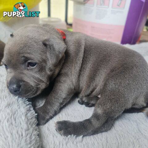 Purebred English Blue Staffy puppies