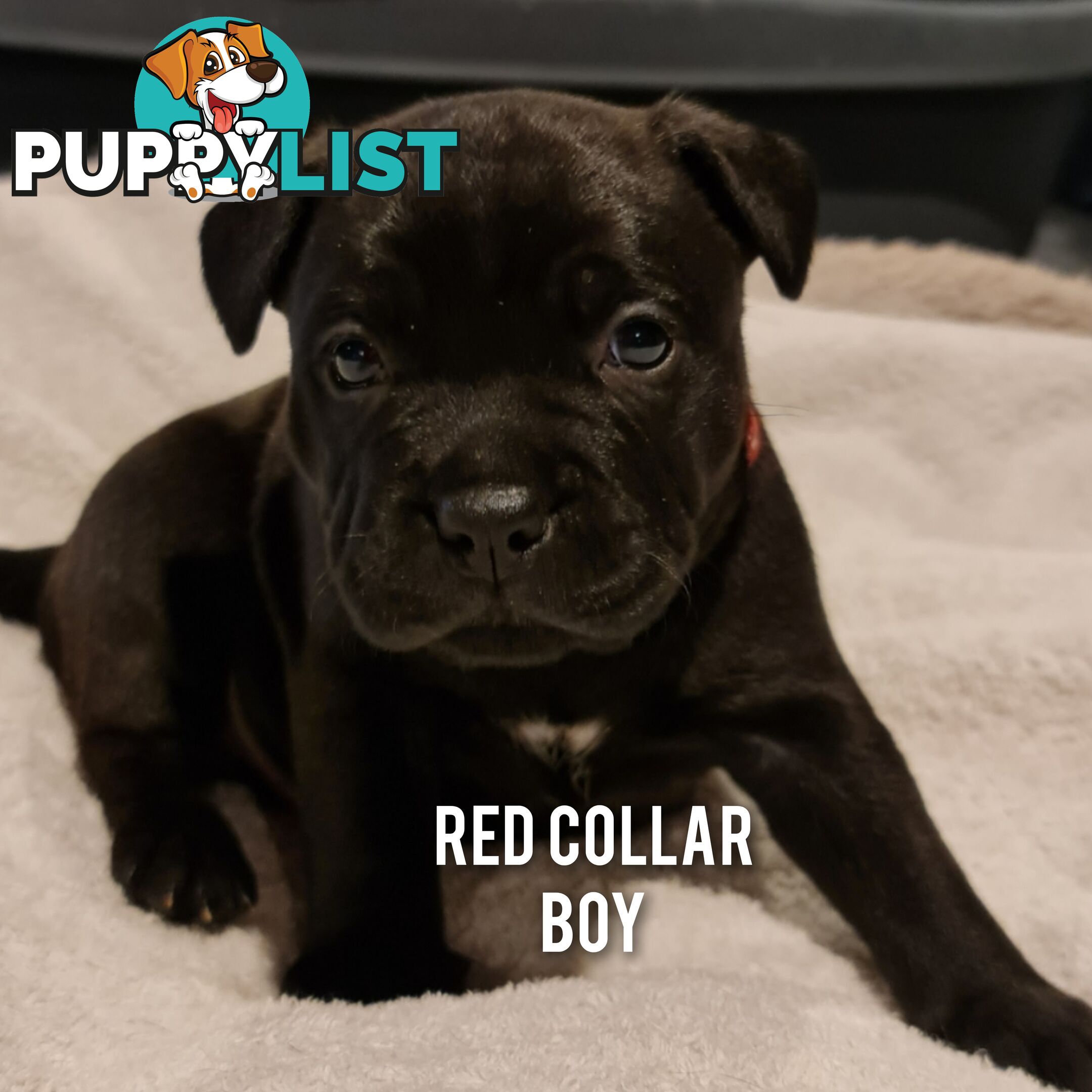Wanted: Purebred English Blue Staffy puppies