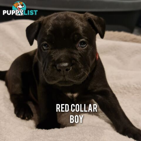 Wanted: Purebred English Blue Staffy puppies