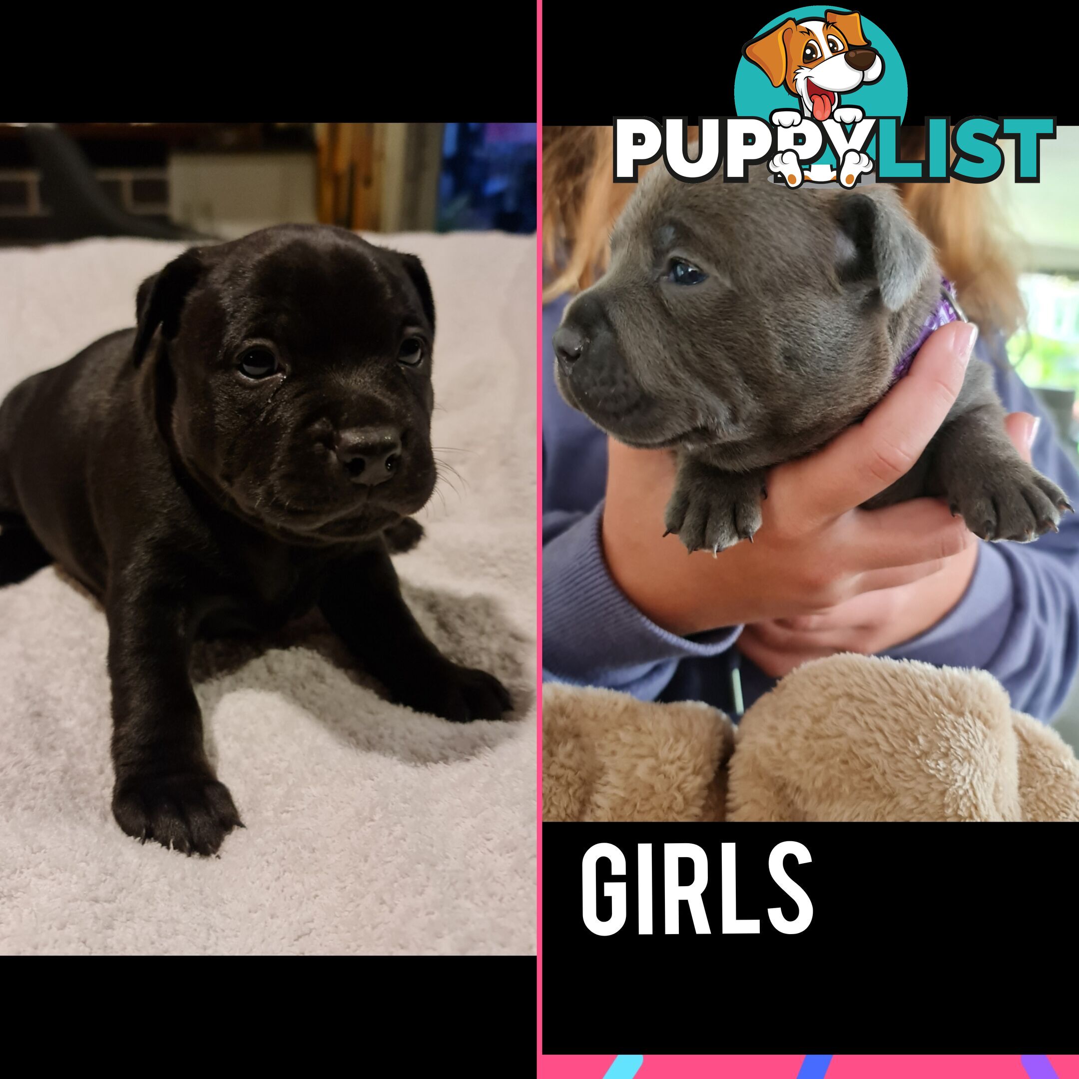 Wanted: Purebred English Blue Staffy puppies