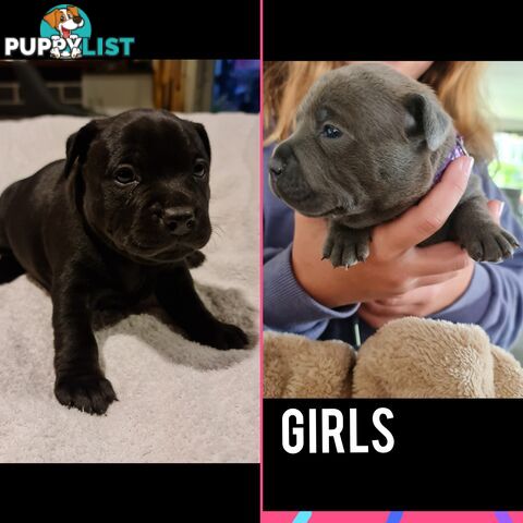 Wanted: Purebred English Blue Staffy puppies