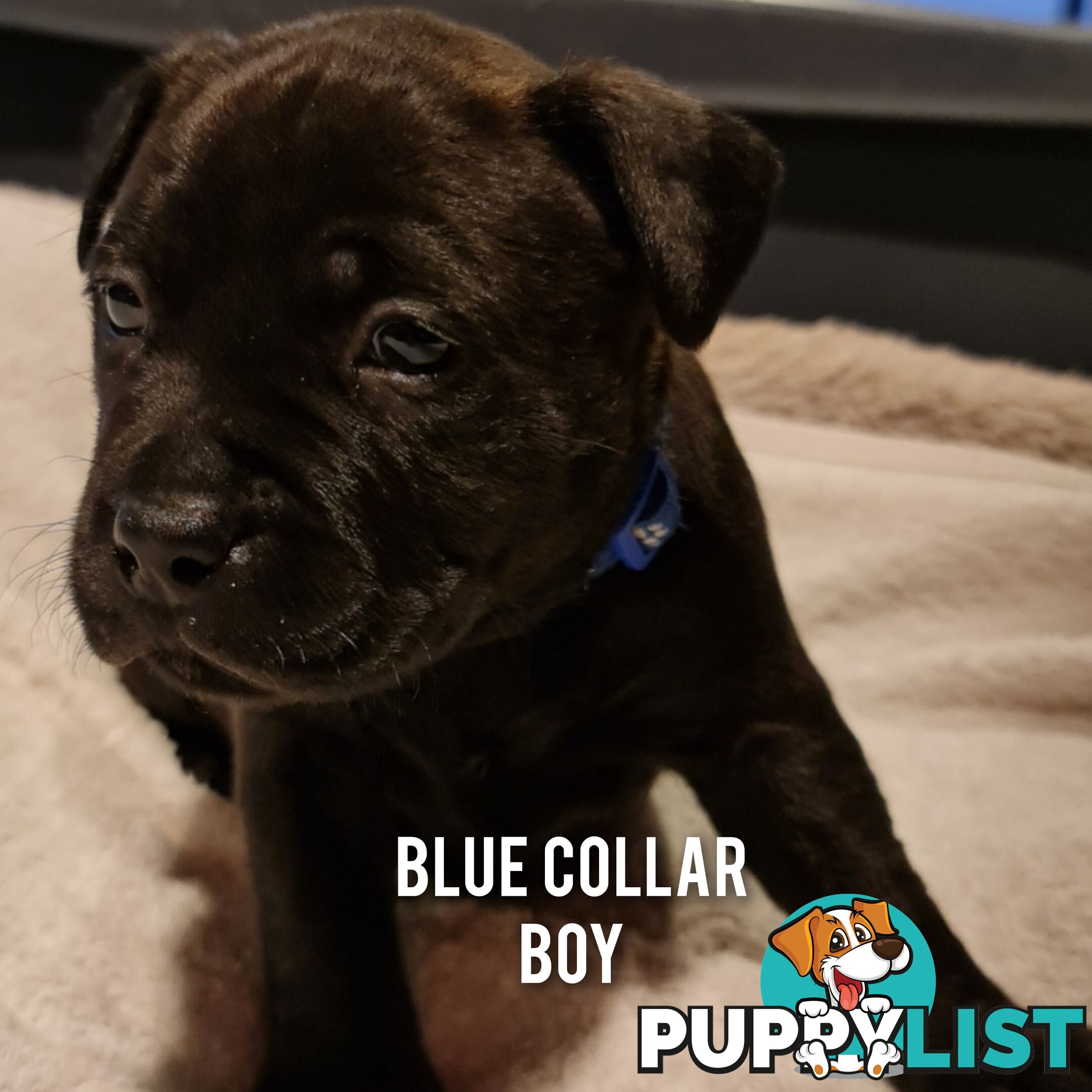 Wanted: Purebred English Blue Staffy puppies