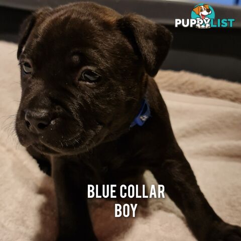 Wanted: Purebred English Blue Staffy puppies