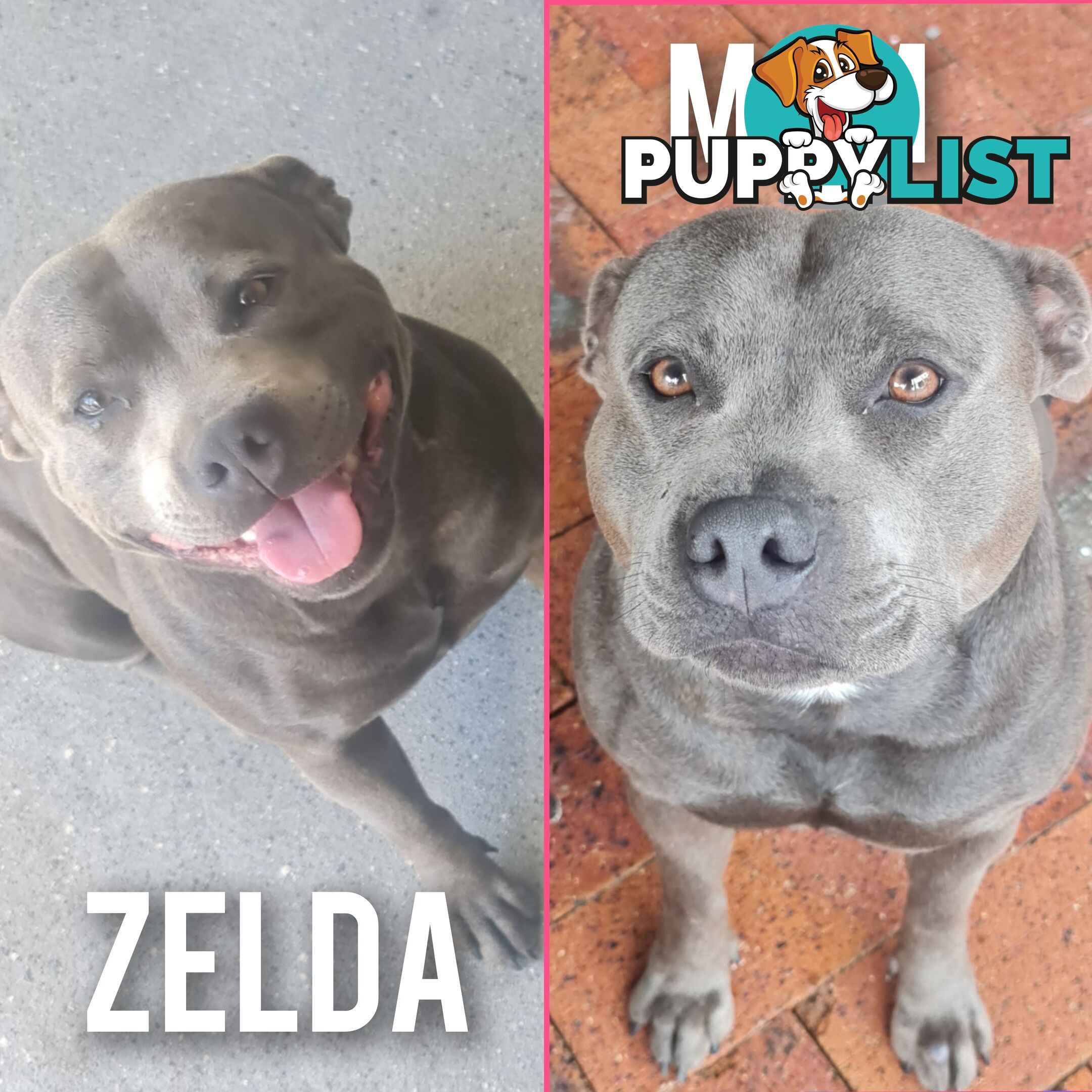 Wanted: Purebred English Blue Staffy puppies